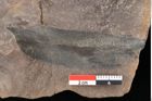 Foto (Detailsansicht) von Quercus palaeoilex Ettingshausen (NHMW-GEO-2024-0188-0756)